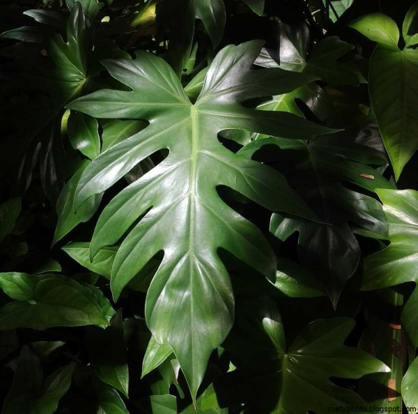 Филодендрон (Philodendron).
