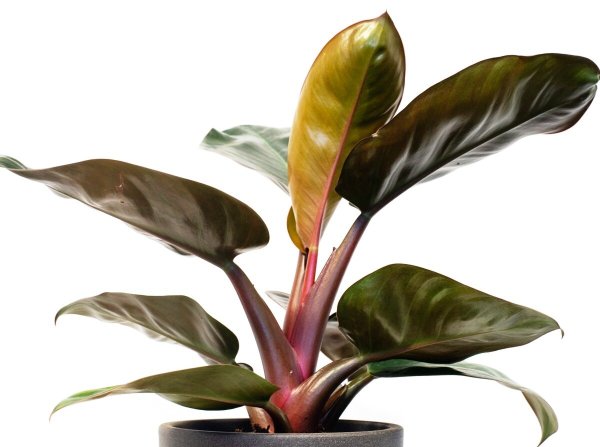 Филодендрон ред Барон