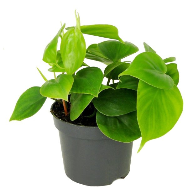 Филодендрон Сканденс