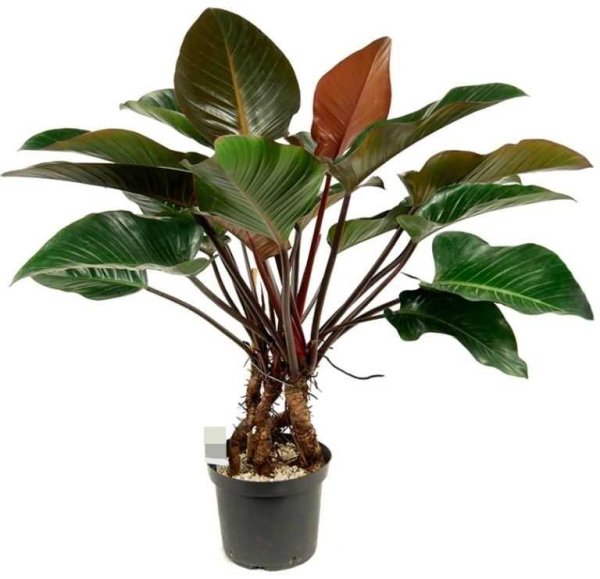 Филодендрон Опакум