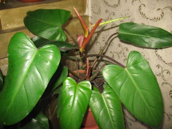 Филодендрон копьевидный