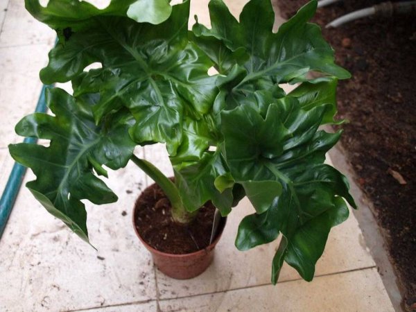 Филодендрон гитаровидный