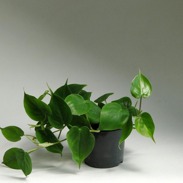 Лиана Филодендрон лазящий