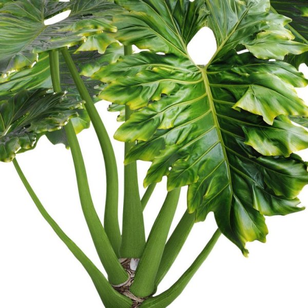 Филодендрон двуперистолистный