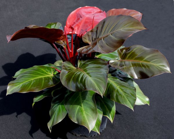 Филодендрон Кобра