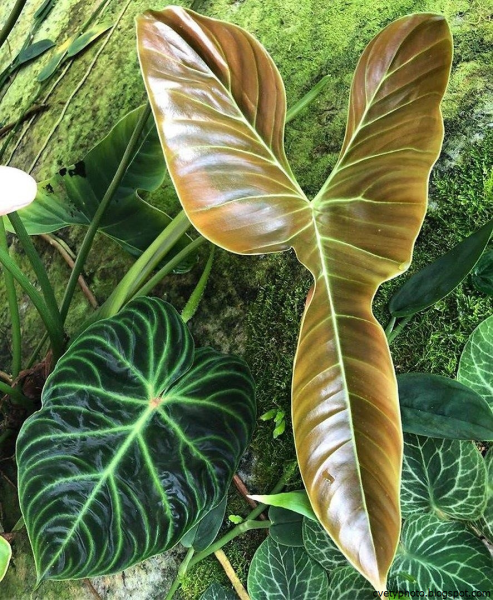 Филодендрон дваждыперистый