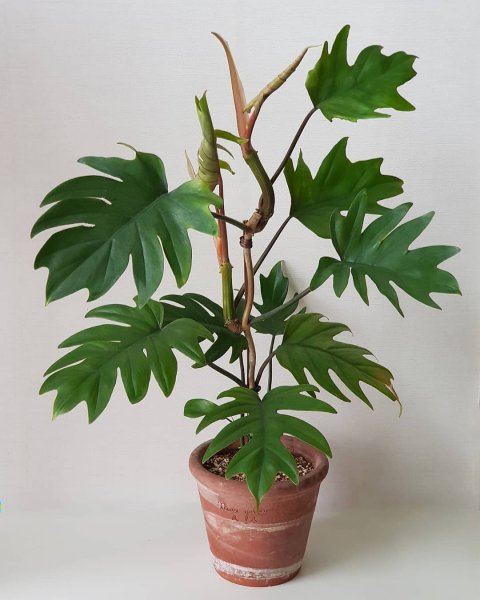 Филодендрон дваждыперистый