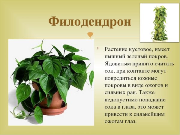 Филодендрон Родина