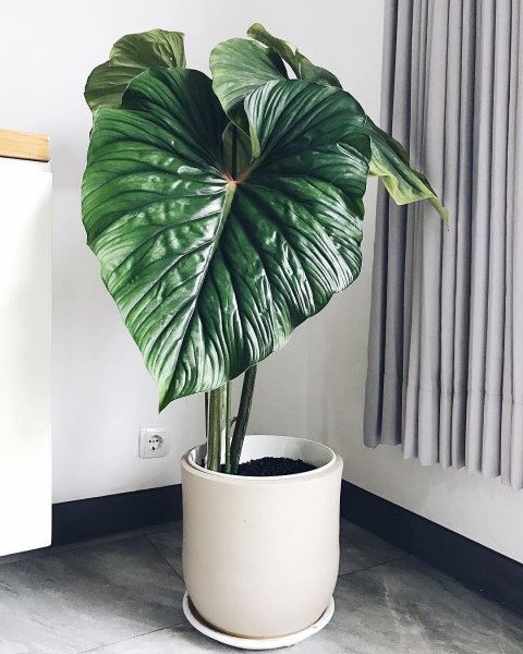 Филодендрон мандаианум