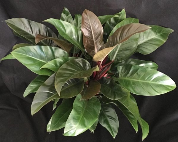 Филодендрон копьевидный