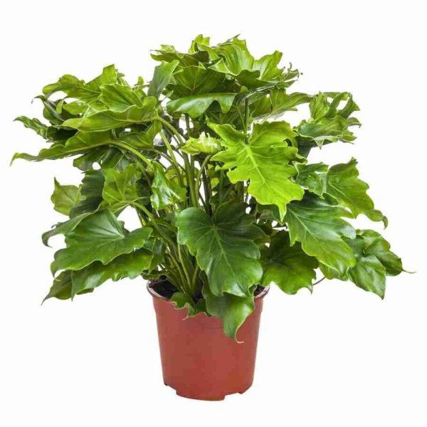 Филодендрон дваждыперистонадрезный