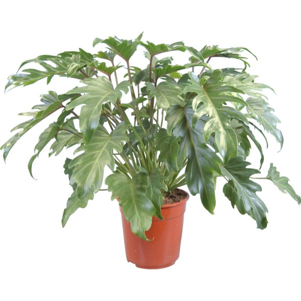 Филодендрон Ксанаду