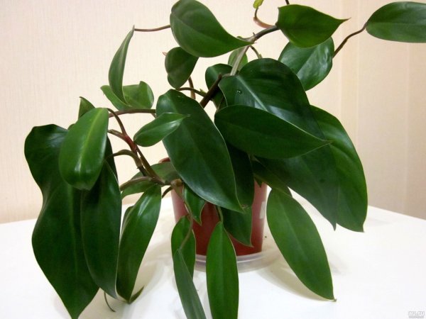Филодендрон гитаровидный