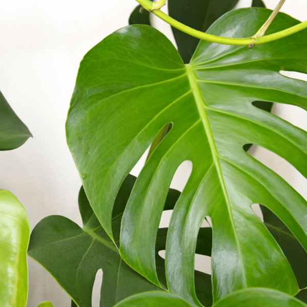 Филодендрон монстера