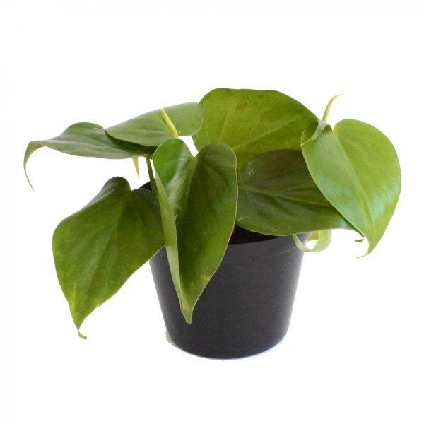 Филодендрон лазящий