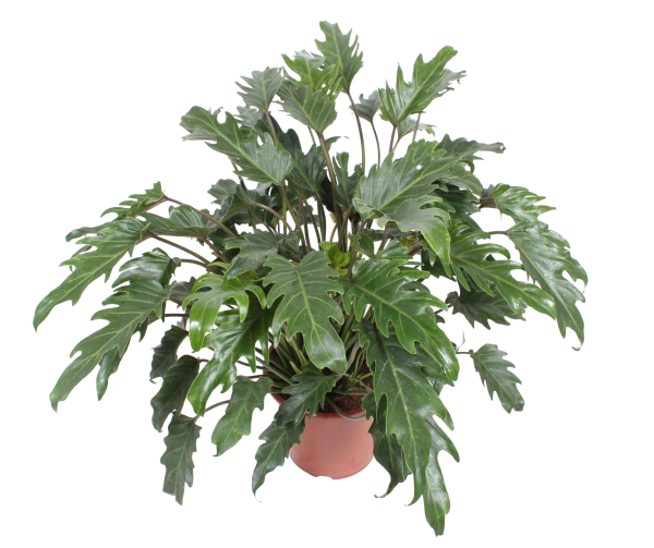 Филодендрон Xanadu