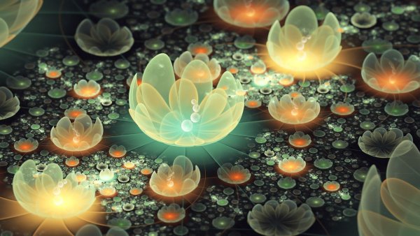 Цветы абстракция