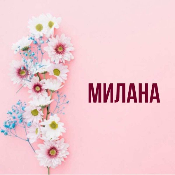 Малика цветок