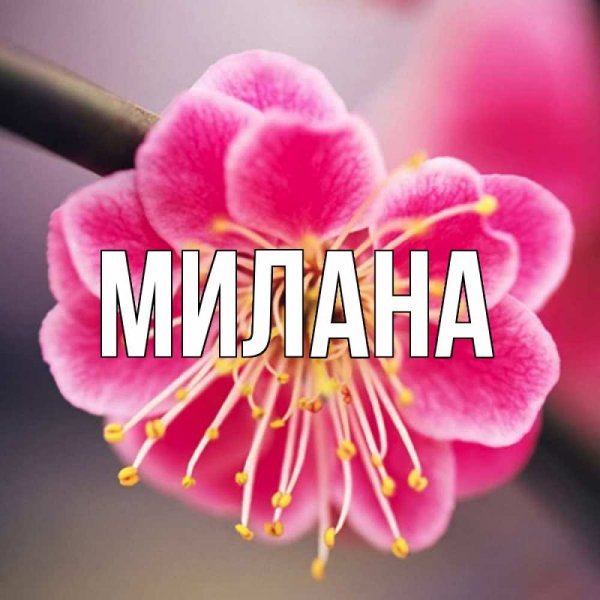 Цветы для Миланы