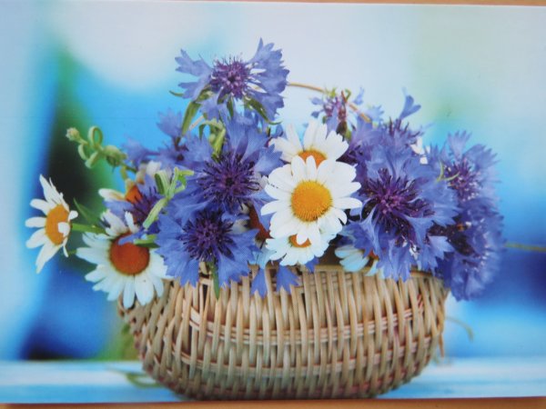 Утренние цветы