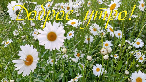 Доброе утро Вера