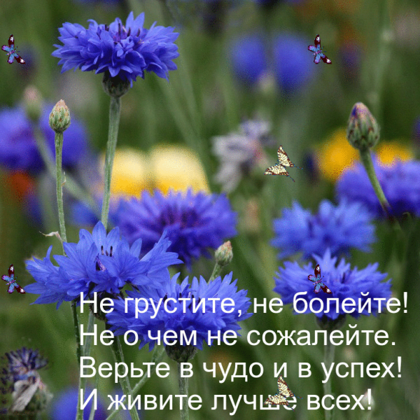 Доброе утро полевые цветы с надписями