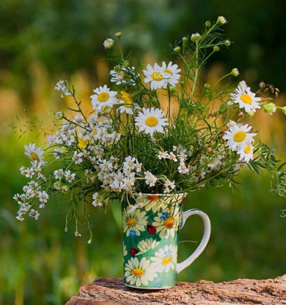 Полевые цветы с пожеланиями