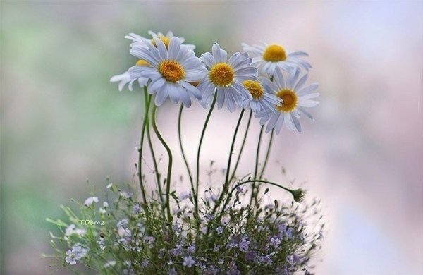 Букет из полевых цветов