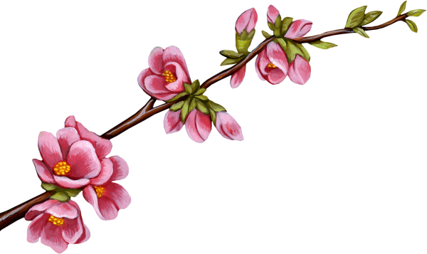 Цветочная ветка на прозрачном фоне