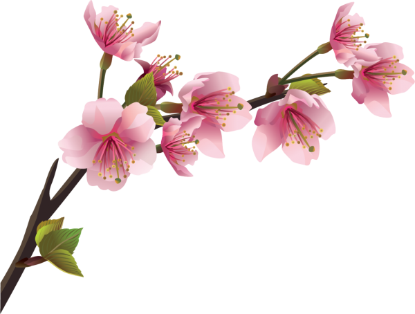 Цветы на ветке