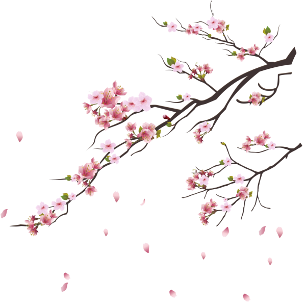 Ветка Сакуры сбоку листа