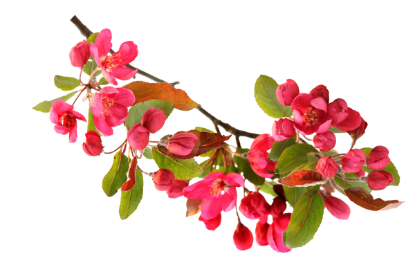 Веточка с цветами