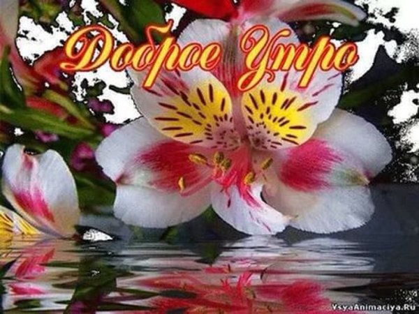 С добрым утром лилии