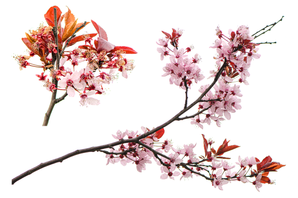 Весенняя ветка