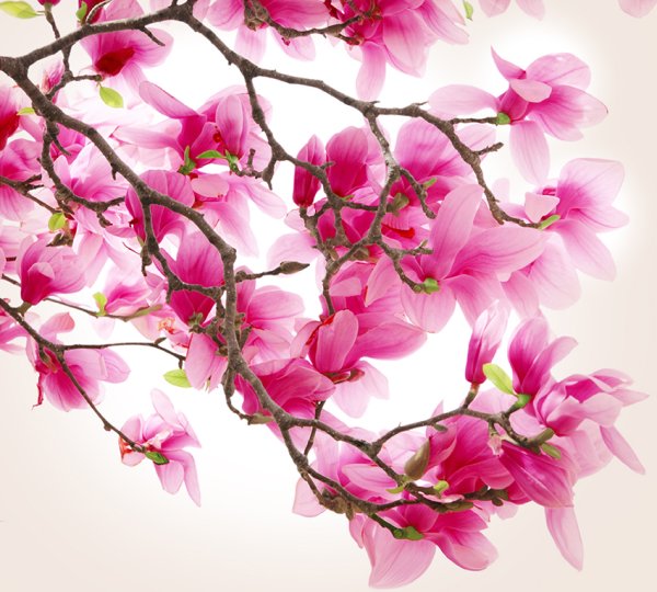 Ветка Сакуры на белом фоне