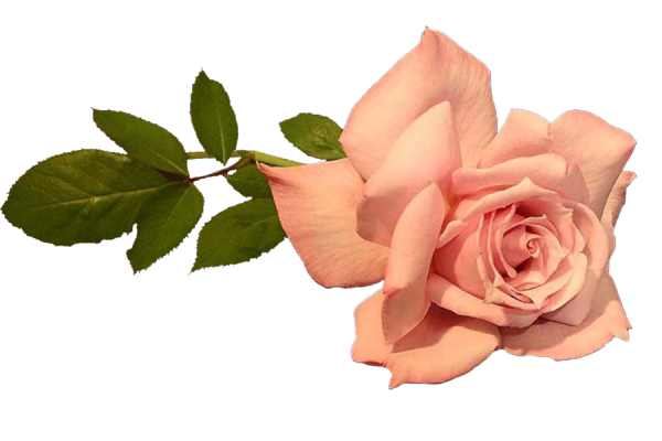 Чайная роза на прозрачном фоне