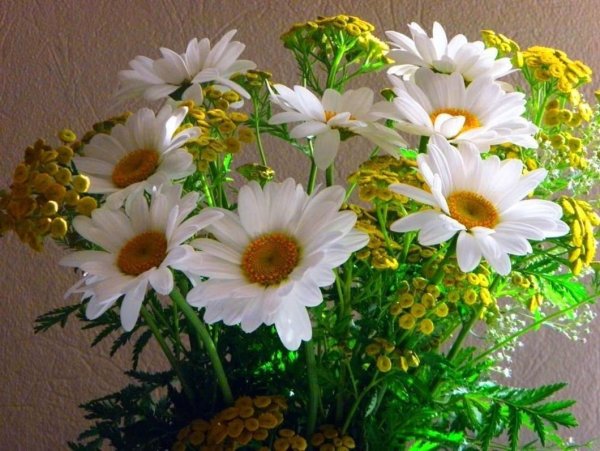 Добрые пожелания с ромашками