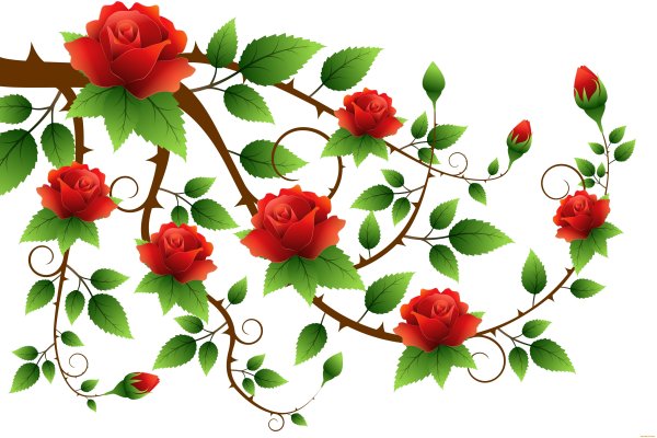 Роза плетистая ветка