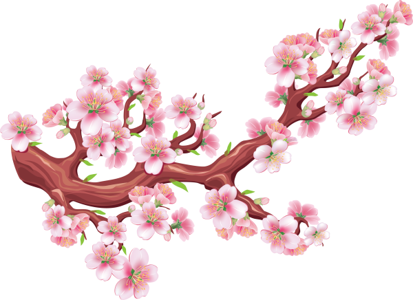 Sakura ветка