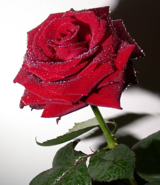 Букет для тебя