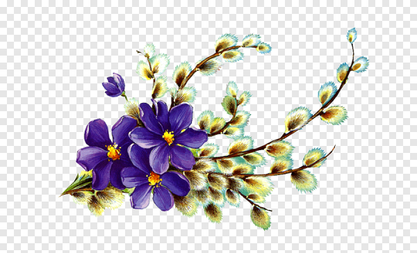 Веточка вербы на белом фоне