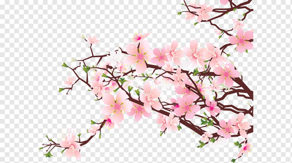 Веточка Сакуры аниме