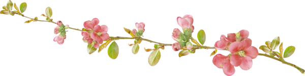 Веточки цветов тонкие