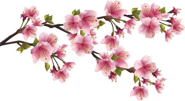 Ветка урюка вектор