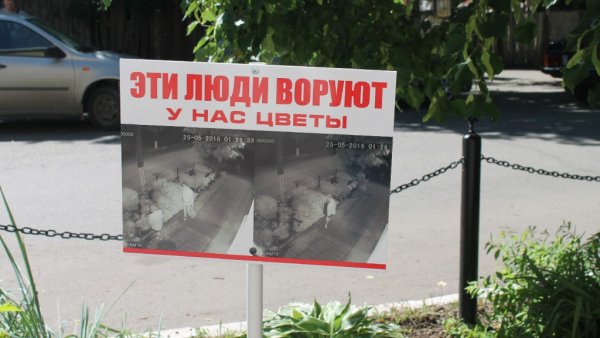 Воруют цветы с клумбы