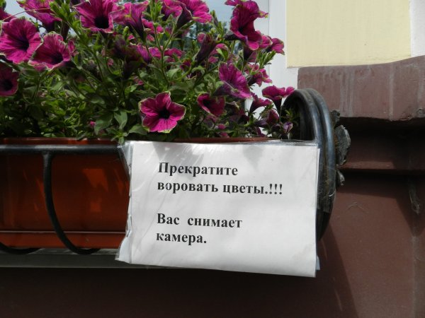 Не воруйте цветы с клумб