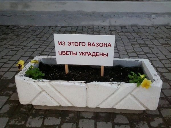 Воруют цветы с клумбы