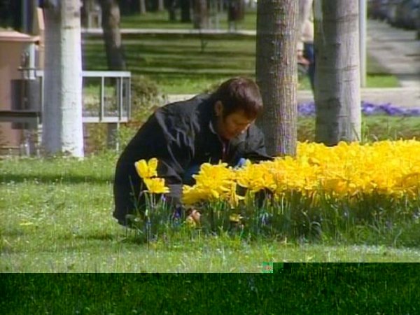 Украли цветы с клумбы