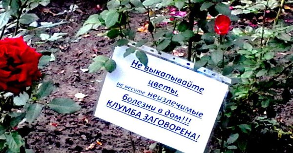 Бабка ворует цветы