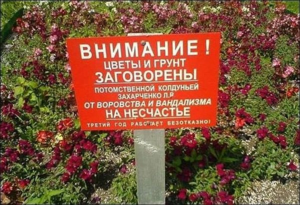 Воруют цветы с клумбы